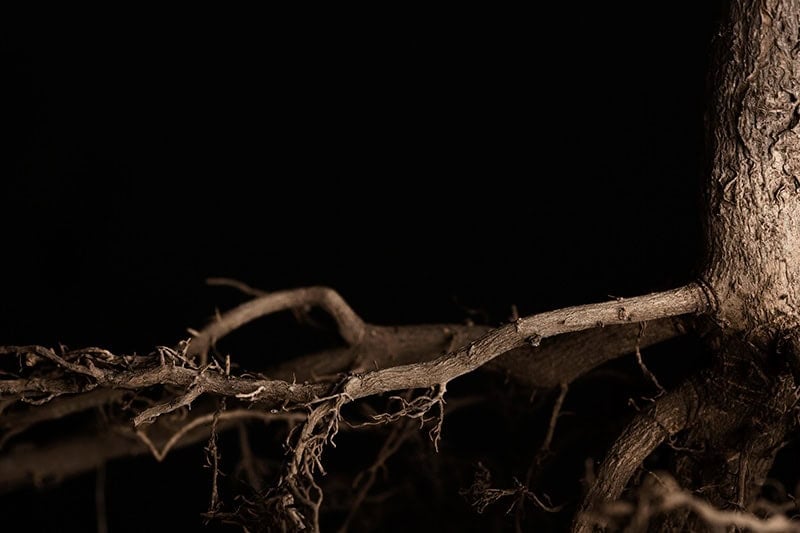 The root system of a tree that shows how essential connection is for a fruitful Christian life